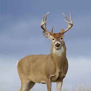 White Tailed Deer standing in a field