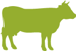 Silhouette of a dairy cow