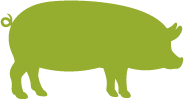 Silhouette of a domestic pig