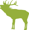 Silhouette of an elk